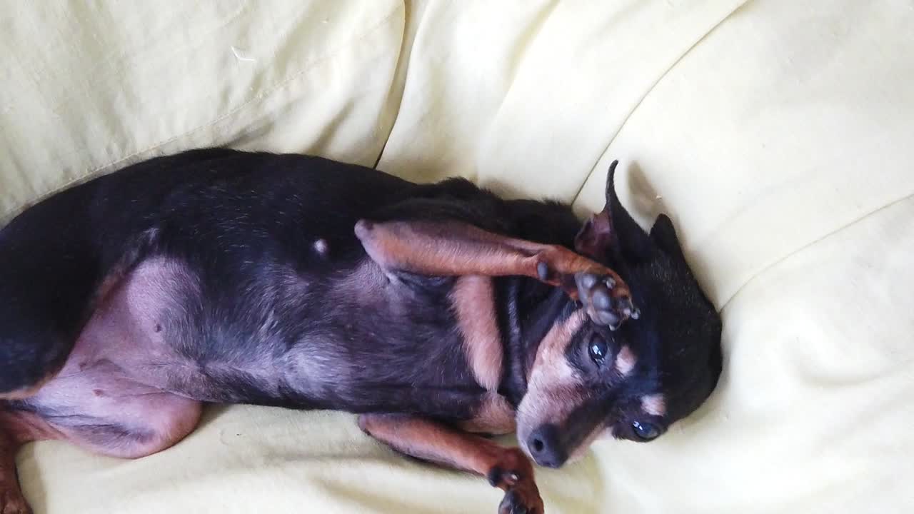 mini pinscher miniatura pequeño perro se relaja en casa animal sofá en cámara lenta