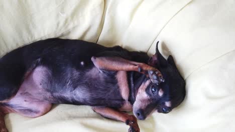 cute mini pinscher miniature tiny dog relaxes at home animal sofa in slow motion