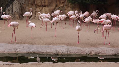 grupo de flamencos, un tipo de ave zancuda de la familia phoenicopteridae en un área natural