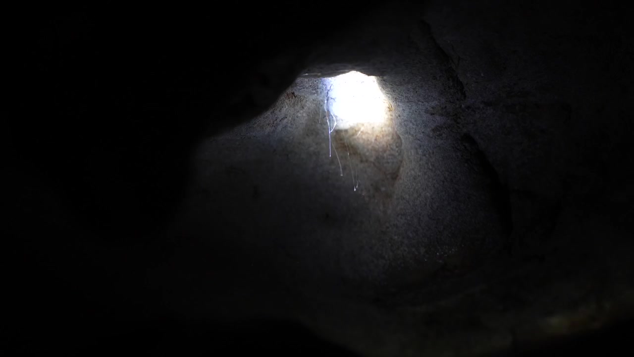 Torch showing New Zealand bioluminescent glowworm in the dark in Waitomo Caves, Waikato region, New Zealand, medium shot