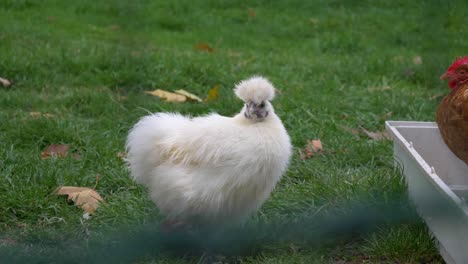 furry chicken is sitting on green gras on a farm in switzerland