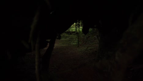 zoom out pull through moss covered trees and branches near the floor of a rain forest, slow motion