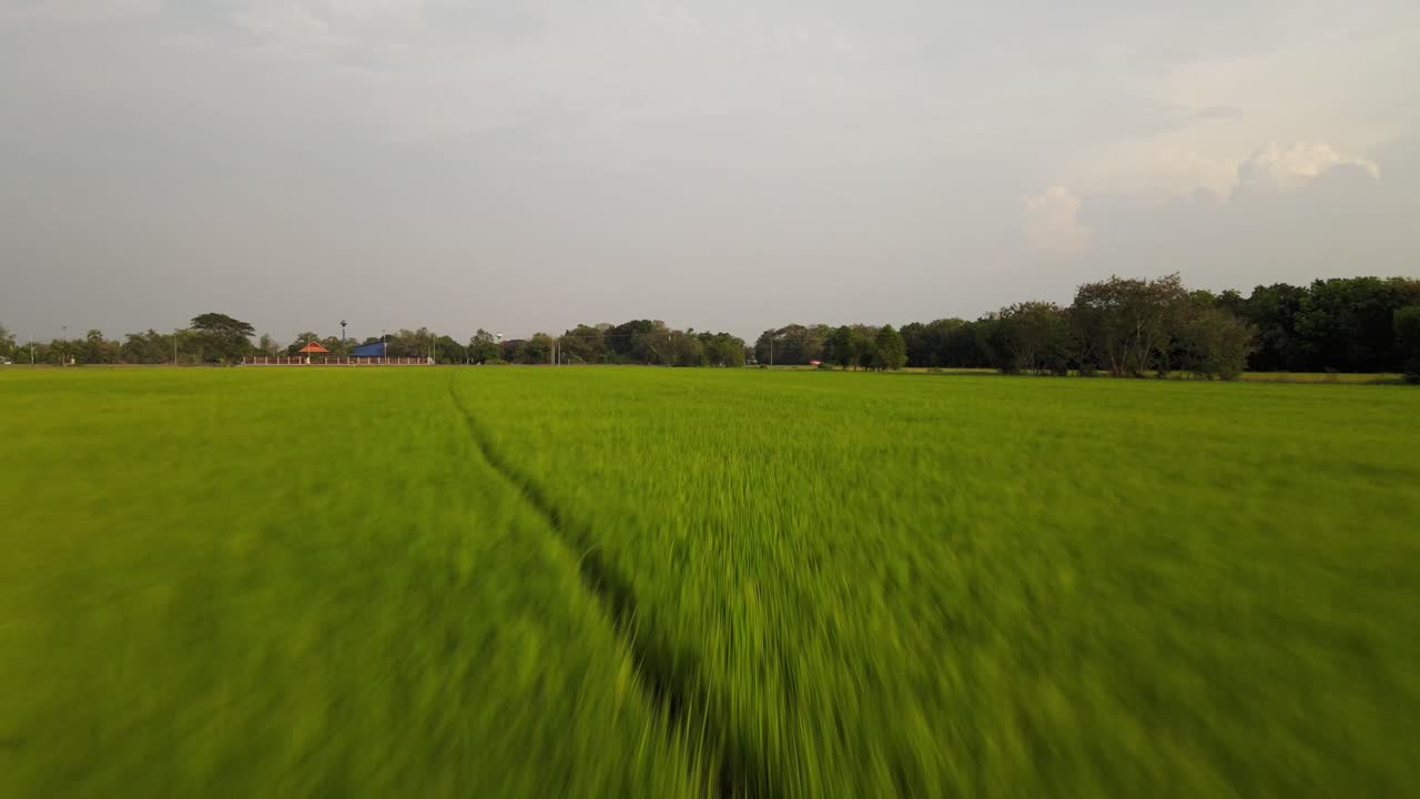 Ripresa con drone a volo radente sopra risaie verdi e lussureggianti in Thailandia