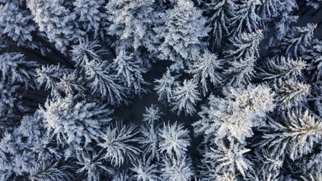 Aerial-top-down-rising-over-snowy-conifer-forest