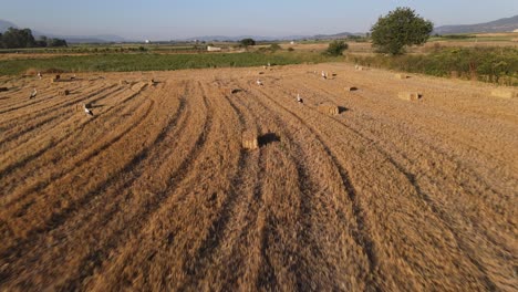 Landwirtschaft-Ländliche-Gebiete-Drohnenfliegen