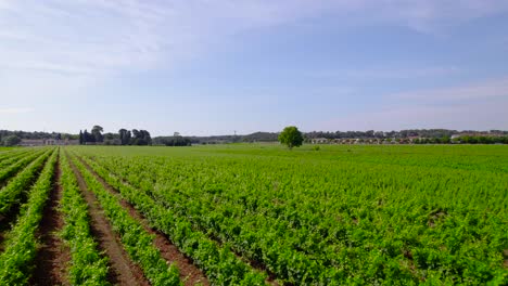 Langsam-Ansteigende-Aufnahme-Hinter-Einem-Baum,-Die-Einen-Gesunden-Weinberg-In-Le-Cres-Offenbart