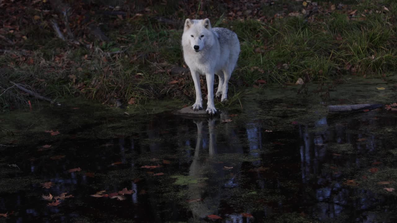 el lobo ártico parado en una roca sobre un pantano da un reflejo majestuoso en el agua