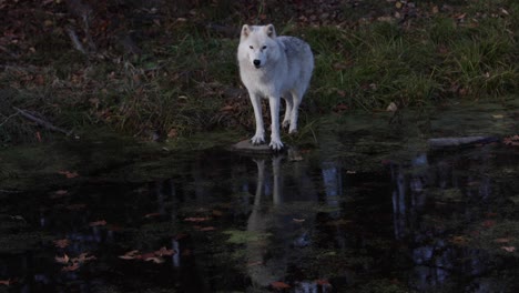 El-Lobo-ártico-Parado-En-Una-Roca-Sobre-Un-Pantano-Da-Un-Reflejo-Majestuoso-En-El-Agua