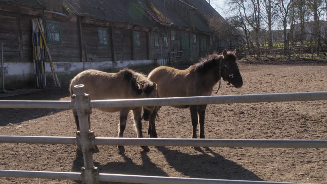 dos caballos konik polacos están de pie en un paddock en un día soleado. el rústico establo de madera en el fondo agrega una atmósfera rural tradicional. la iluminación natural con sombras afiladas hace hincapié en la textura.