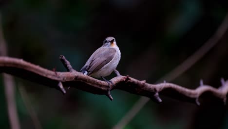 Seen-on-the-vine-wagging-its-tail-looking-to-the-right,-Red-throated-Flycatcher-Ficedula-albicilla,-Thailand