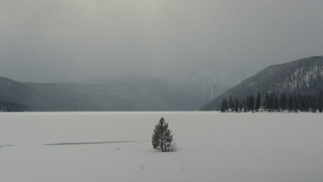 lone tree in front of massive frozen wilderness with mountains in distance
