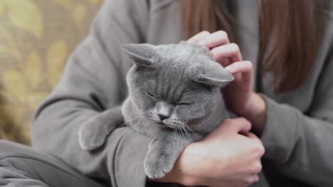 beautiful girl is sitting in her room, holding a grey cat on her hands and smiling