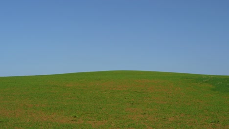 Beautiful-green-field-just-sown-with-blue-sky-and-trees-in-the-background-and-mountains