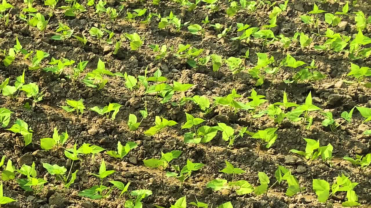 温暖な日差しの中、バングラデシュの伝統的な農地で、乾燥した土の列に沿って若いフジマメの苗が現れ、新鮮な成長と初期の作物の発達を示しています。