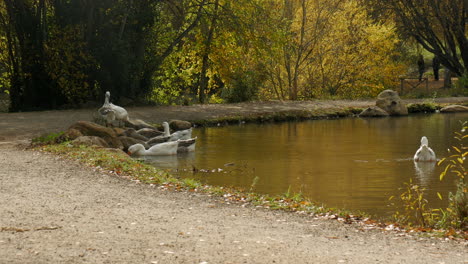 A-gaggle-of-male-and-female-pilgrim-geese-on-the-edge-of-a-lake-in-autumn-or-fall