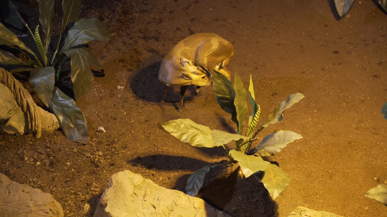 다리를 핥는 muntjac 사슴의 가까운 보기