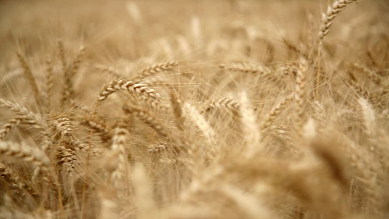 пшеница растет в поле - голова полные зерна вблизи