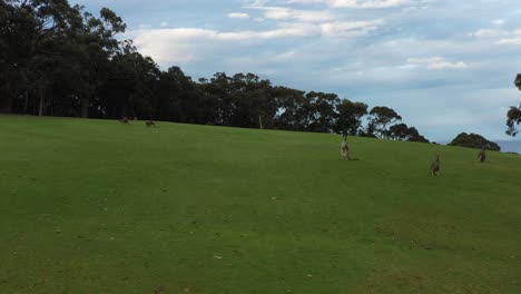 Turba-Aérea-De-Canguros-Grises-Pastando-En-Una-Calle-De-Golf