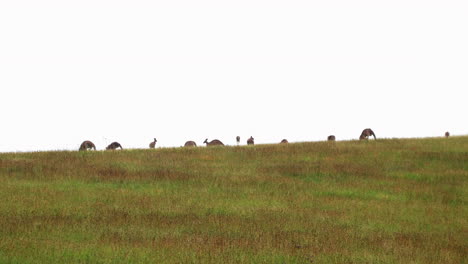 Familia-De-Canguros-En-El-Paisaje-Del-Prado-En-El-Parque-Cerca-Del-Valle-Del-Cazador,-Australia