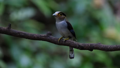 seen facing front with food in the mouth then hops around to show its back then hops again to face front again, silver-breasted broadbill serilophus lunatus, thailand