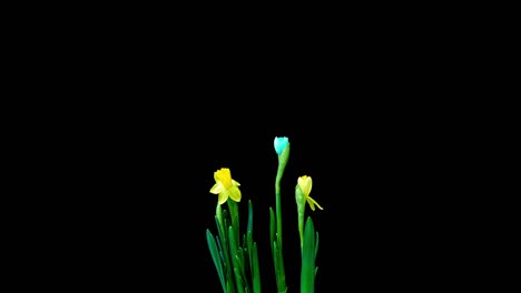 time lapse shooting of the growth and flowering of a bouquet of blue and yellow daffodils on a black background, 4k video. beautiful unusual flowers.