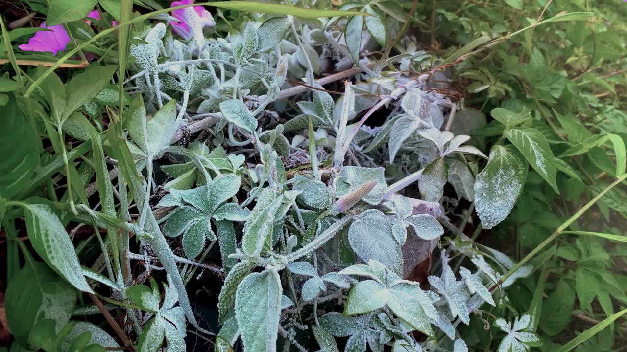 얼어붙은 잔디는 hcfc 액체 가스 소화기에 노출되었기 때문입니다.