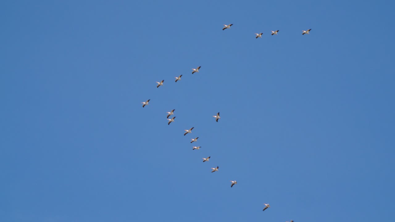 조립 되어 날아다니는 이주 펠리칸 들