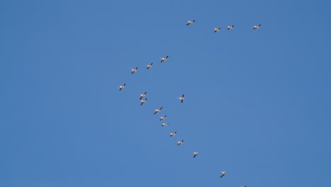 migrating pelicans flying in formation