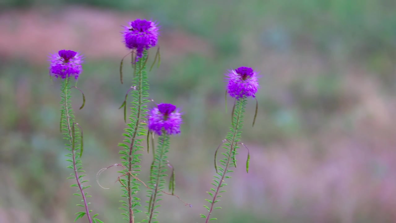 Tanaman Thistle Colorado di Pegunungan Rocky, Tumbuhan Asli Colorado.