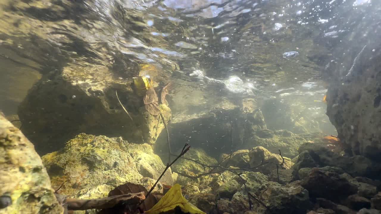 гипнотический подводный снимок мелкого ручья в сааремае, эстония.