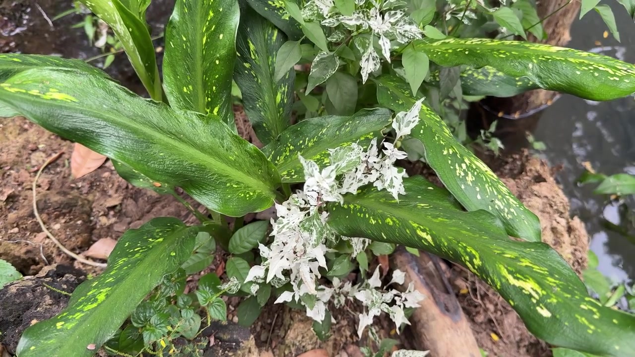 Primer plano de follaje abigarrado verde y blanco en la naturaleza.