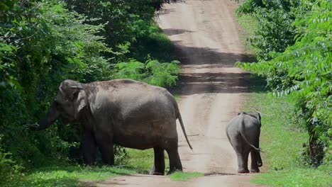 the asiatic elephants are endangered species and they are also residents of thailand