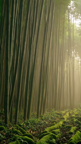 misty bamboo forest