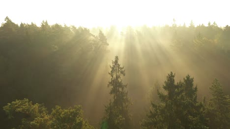 drone aerial view of forest in early morning