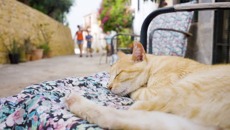 orange cat sleeping on a chair in a european town