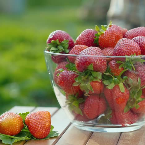 Erdbeeren-Von-Seinem-Bett-Ernten---Bauer-Stellt-Eine-Schüssel-Mit-Reifen-Beeren-Auf-Den-Tisch