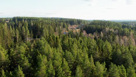 pine tree coniferous woodlands in swedish countryside near östersund, sweden