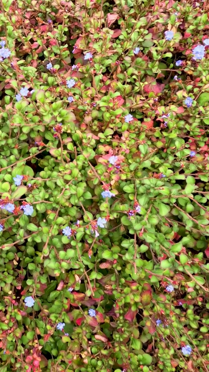 En busk med blomster i et hagemiljø