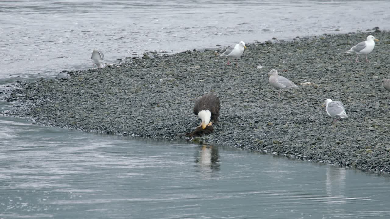 águila alimentándose de un cadáver junto a las olas con gaviotas detrás en alaska