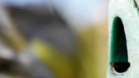 toma macro de cámara lenta cinematográfica de 4k de un pájaro volando a un comedero de pájaros y comiendo semillas