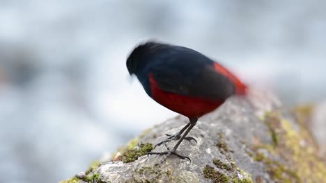 El-Colirrojo-De-Cabeza-Blanca-Es-Conocido-Por-Su-Hermosa-Corona-Blanca,-Alas-De-Color-Azul-Oscuro-Negruzco-Y-Marrón-Debajo-De-Las-Plumas-Y-Su-Cola-Comienza-Con-Rojo