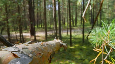 Trockener-Zweig-Des-Nadelbaums-Im-Frühlingswald-In-Zeitlupe