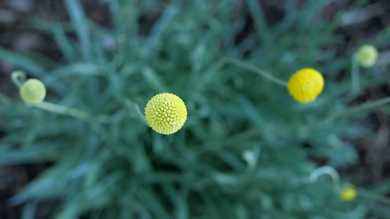 Australian Native Billy Button Pycnosorus Plant CLOSE UP
