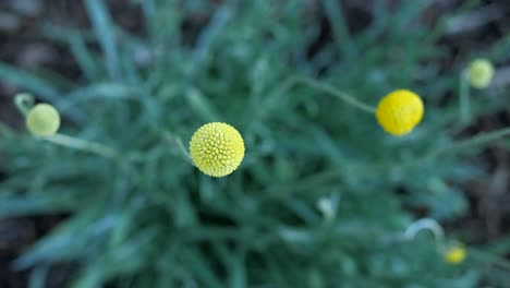 Planta-De-Pycnosorus-De-Billy-Button-Nativa-Australiana-De-Cerca