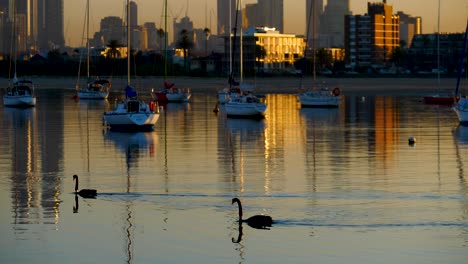 Schwan,-Der-Auf-Dem-Wasser-Schwimmt-Sonnenaufgang-St-Kilda-Pier-Seevögel-Schwimmen-Sonnenaufgang-In-Der-Nähe-Des-Piers-Sunrise-Habour