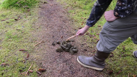 fresh grizzly bear brown bear scat poop along a trail in the wilderness of kodiak island alaska