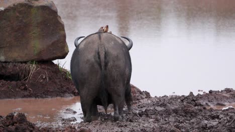 african buffalo with oxpecker standing on the muddy river banks in africa