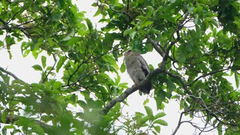 Hoch-Oben-Gesehen,-Thront-Ein-Baum-Auf-Einem-Ast,-Der-Nach-Unten-Schaut-Und-Dann-Schläft,-Fleckenbauch-Uhu-Bubo-Nipalensis,-Kaeng-Krachan-Nationalpark,-Thailand