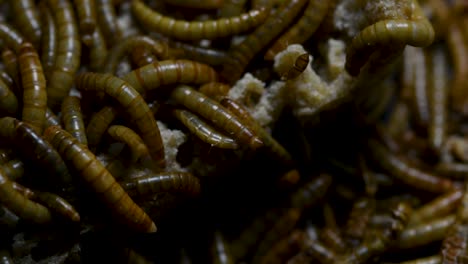 the mealworm is a species of darkling beetle used to feed pets like fish, snakes, birds, and frogs