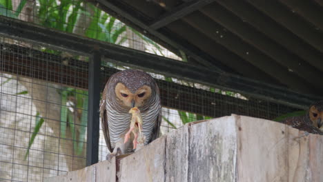 el brazo de un hombre alimentando pájaros de búho de madera manchado dando carne de pollo marinada en un palo dentro del recinto de animales en el santuario de resorts del renacimiento de bali uluwatu, indonesia